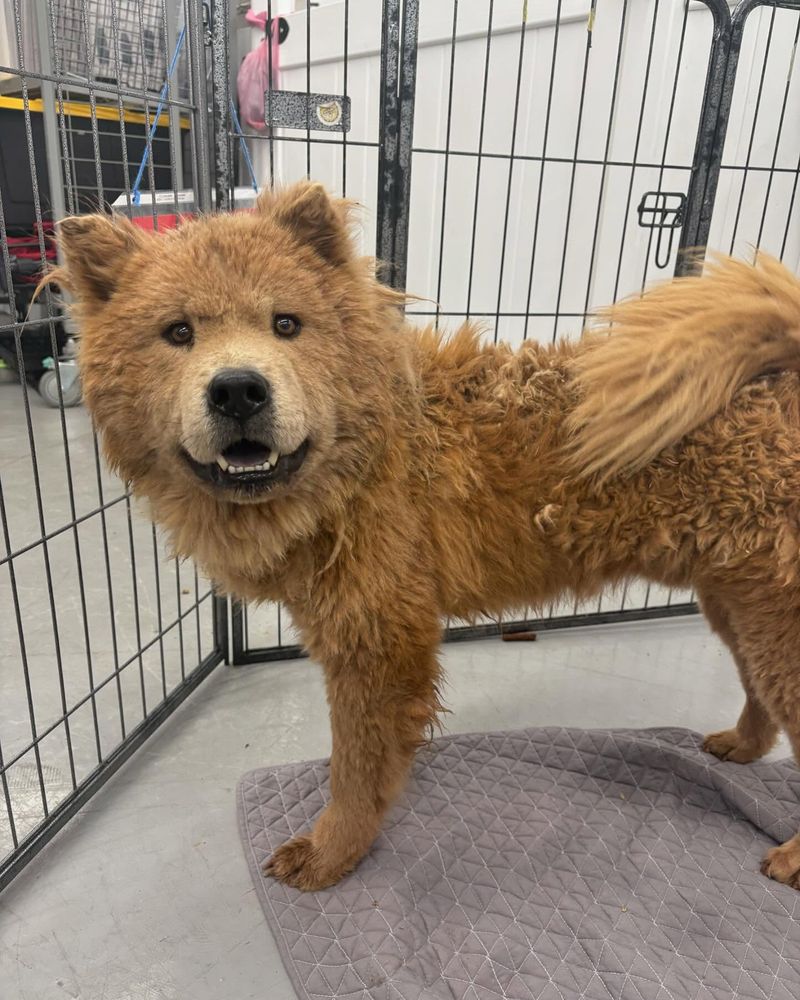 Chow Chow