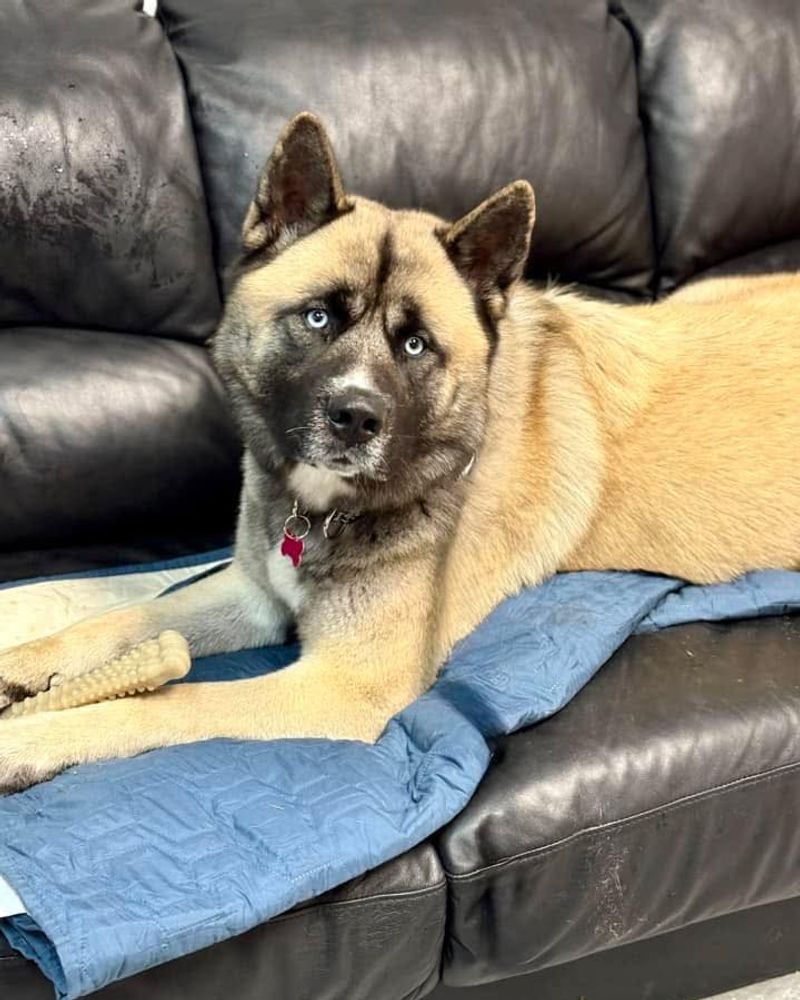 Akita