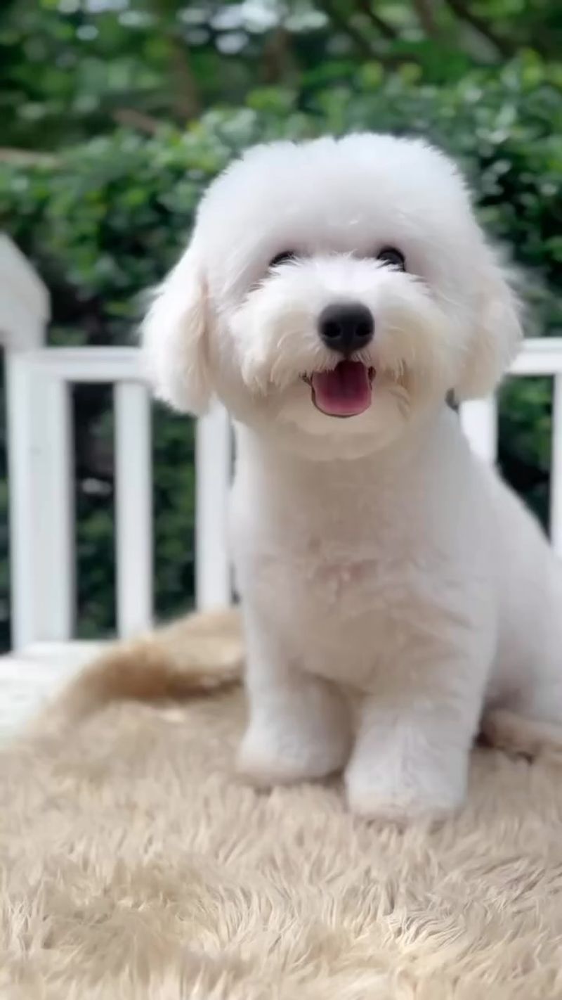 Coton de Tulear