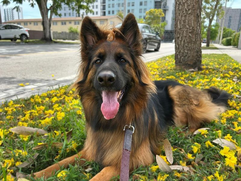 German Shepherd