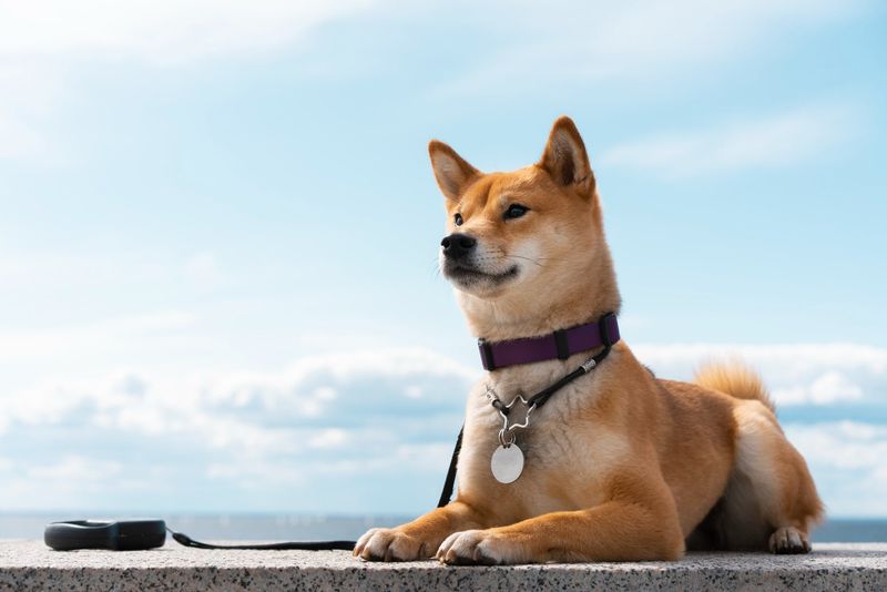 Shiba Inu