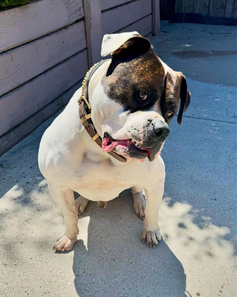 Bulldog