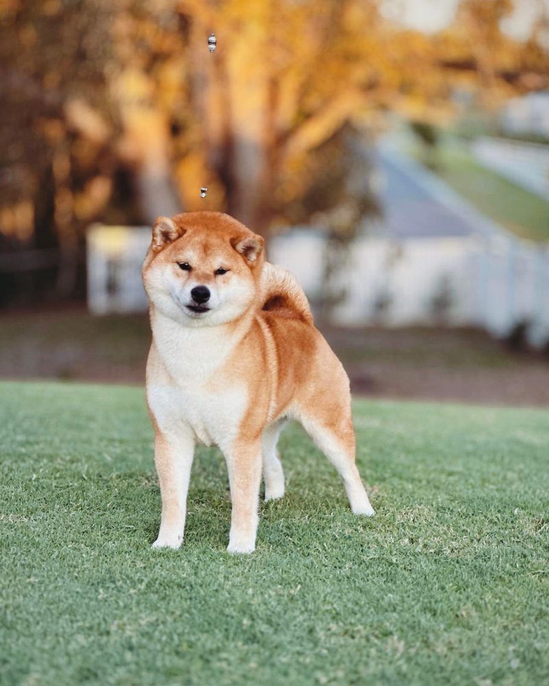 Shiba Inu
