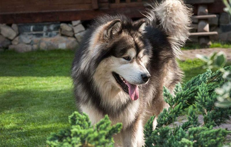 Alaskan Malamute
