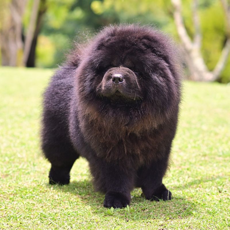 Chow Chow