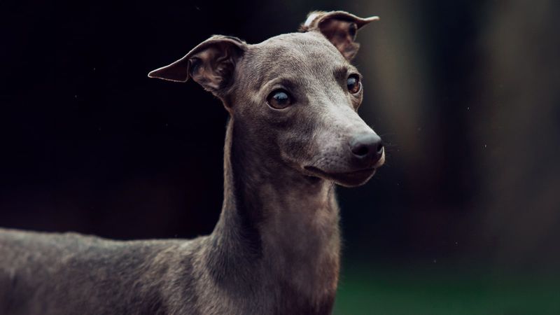 Italian Greyhound