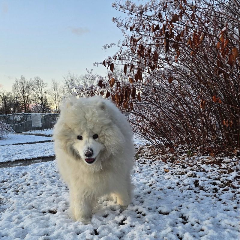 Samoyed