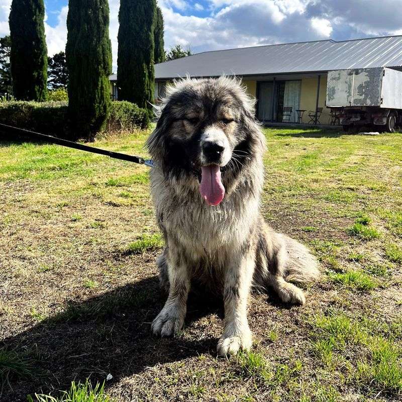 Caucasian Shepherd Dog