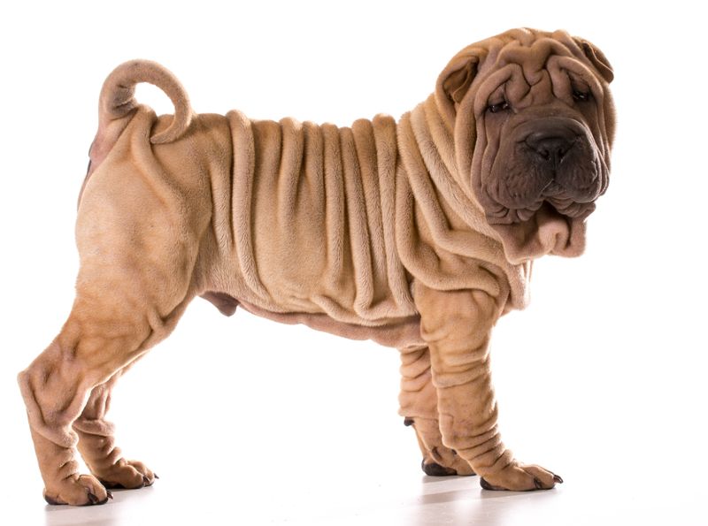 Shar Pei