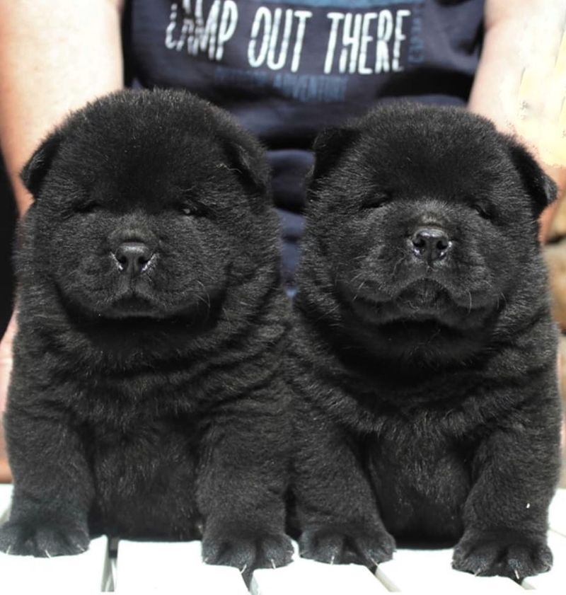 Chow Chow