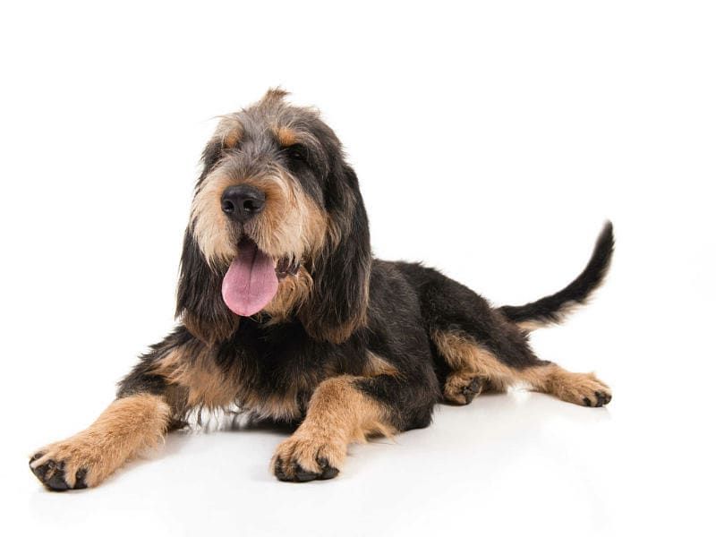 Otterhound