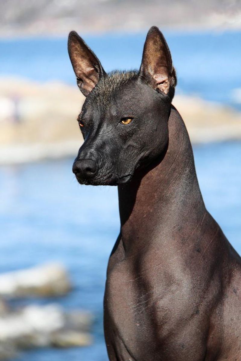 Xoloitzcuintli (Mexican Hairless)