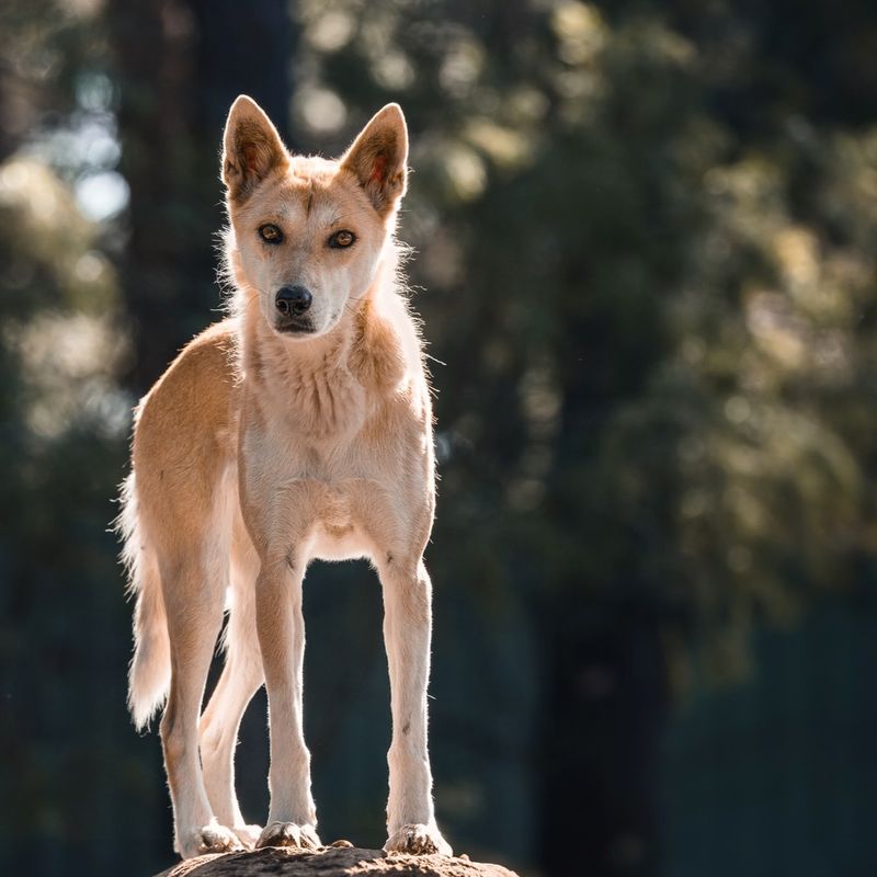 Dingo