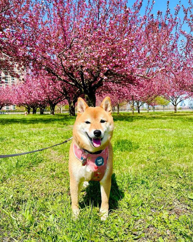 Shiba Inu
