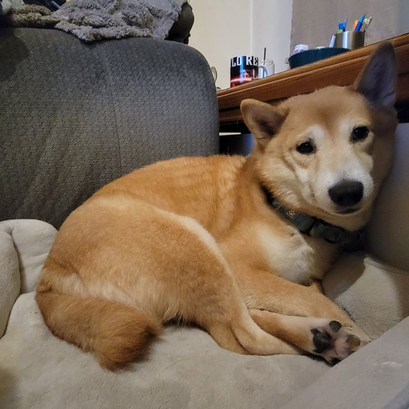 Shiba Inu