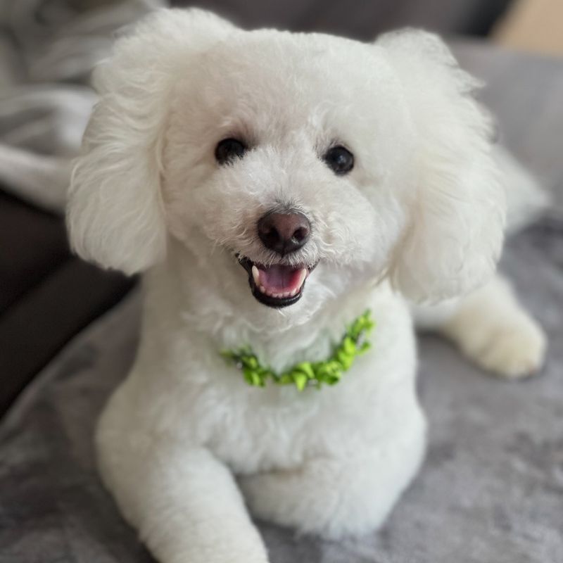 Bichon Frise