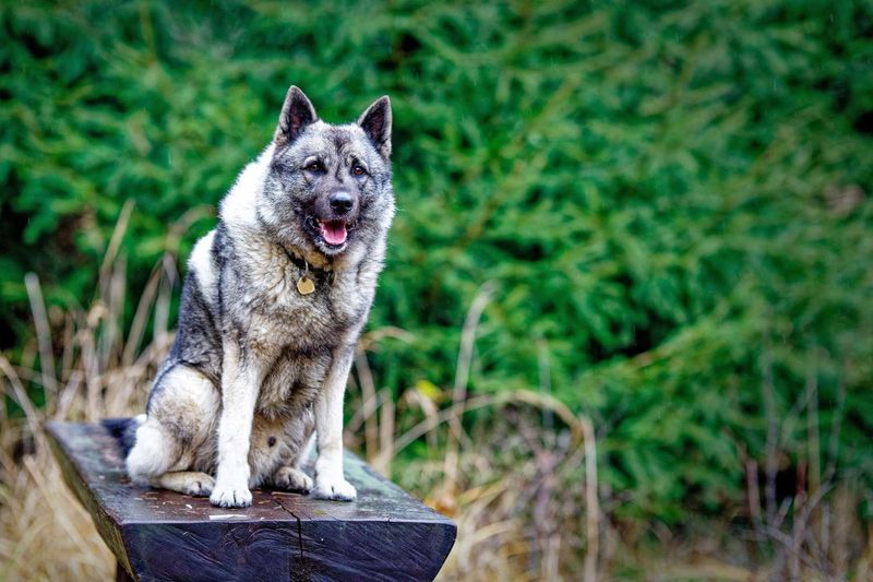 Norwegian Elkhound