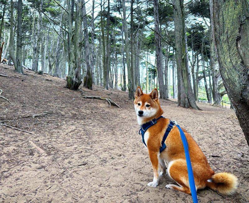 Shiba Inu