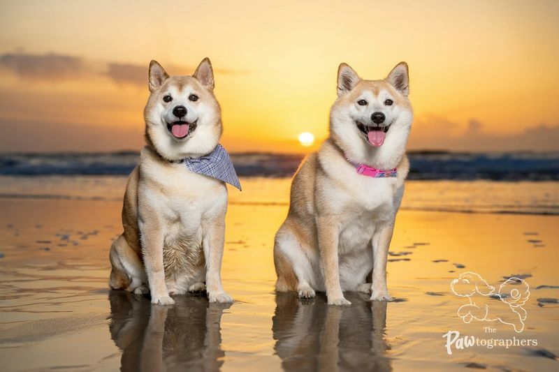 Shiba Inu