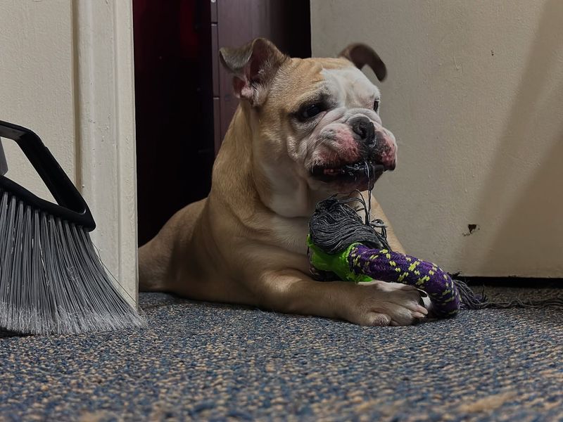 Bulldog