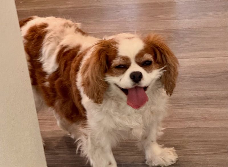 Cavalier King Charles Spaniel