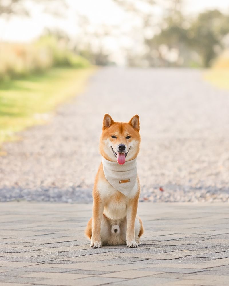 Shiba Inu
