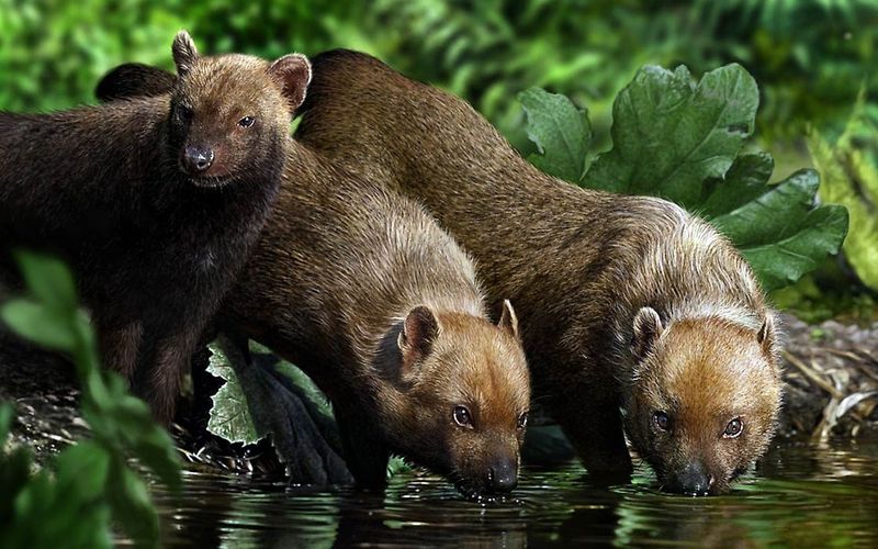 South American Bush Dogs