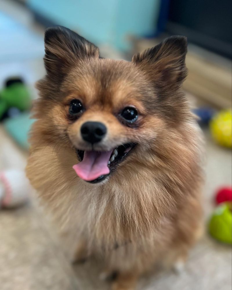 Playful Pomeranian