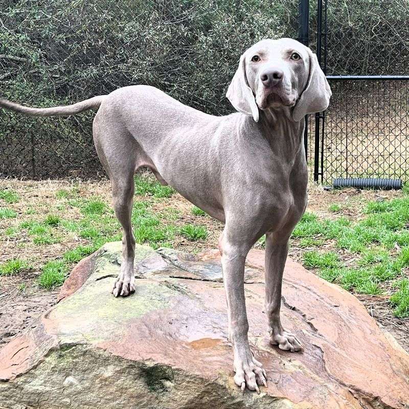 Weimaraner
