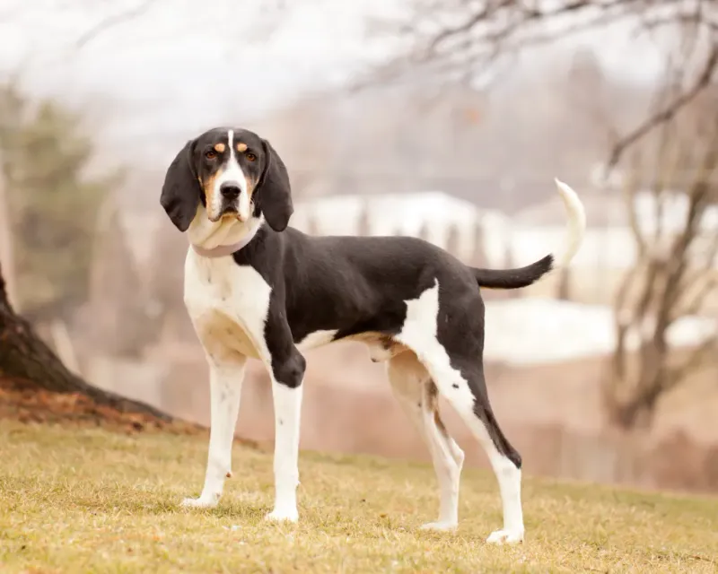 Coonhound