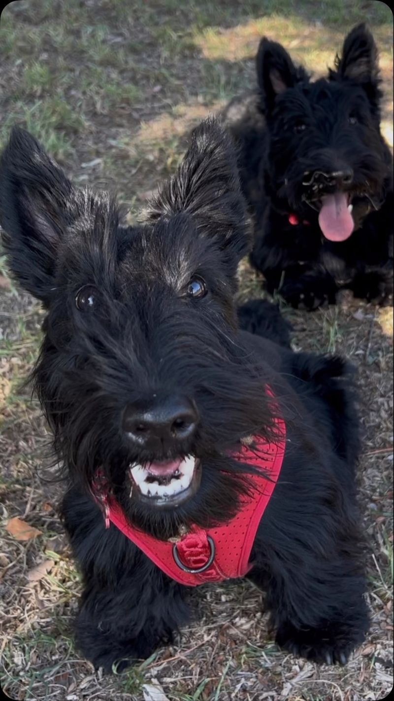 Scottish Terrier