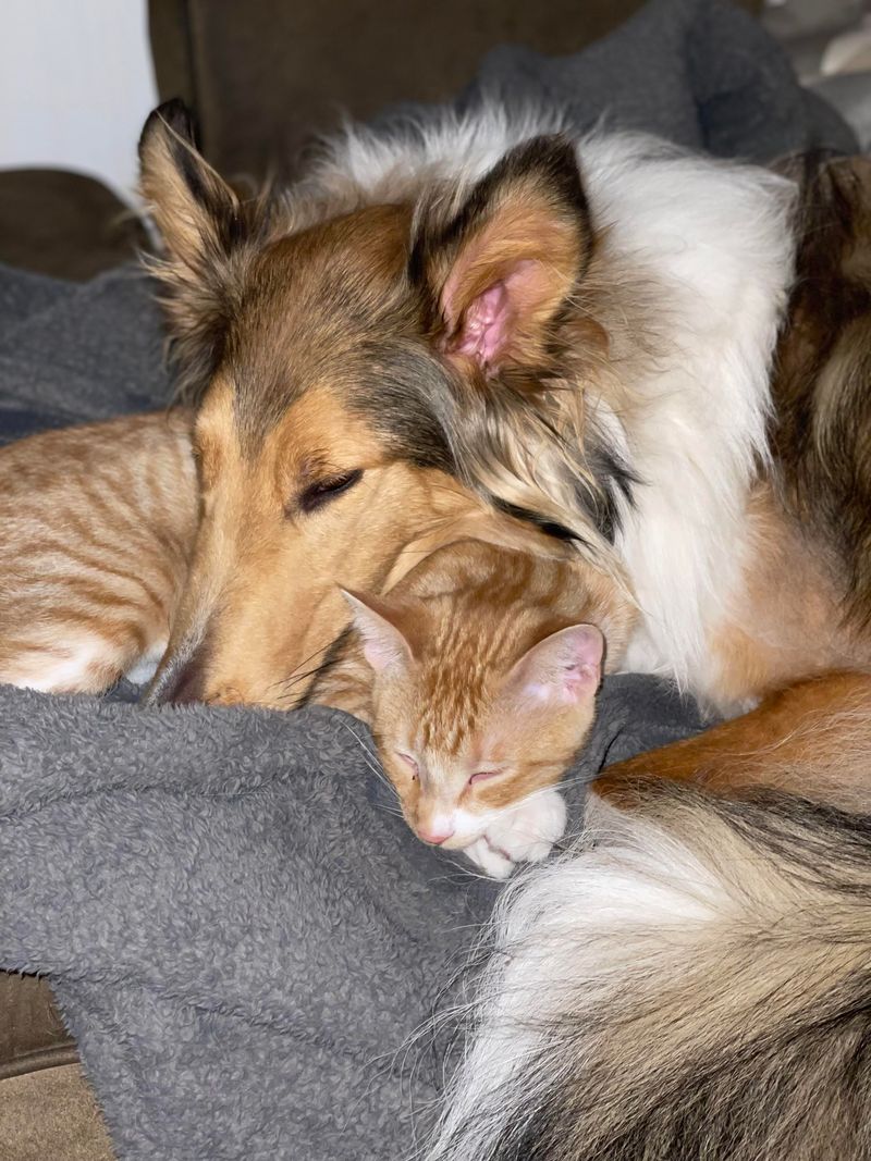 Collie
