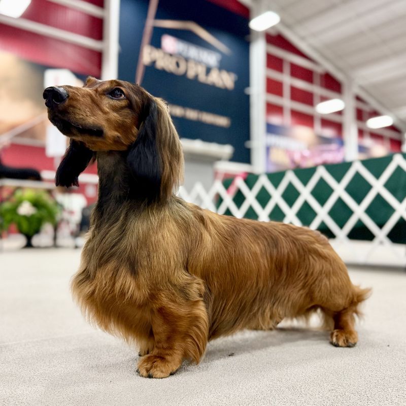Dachshund