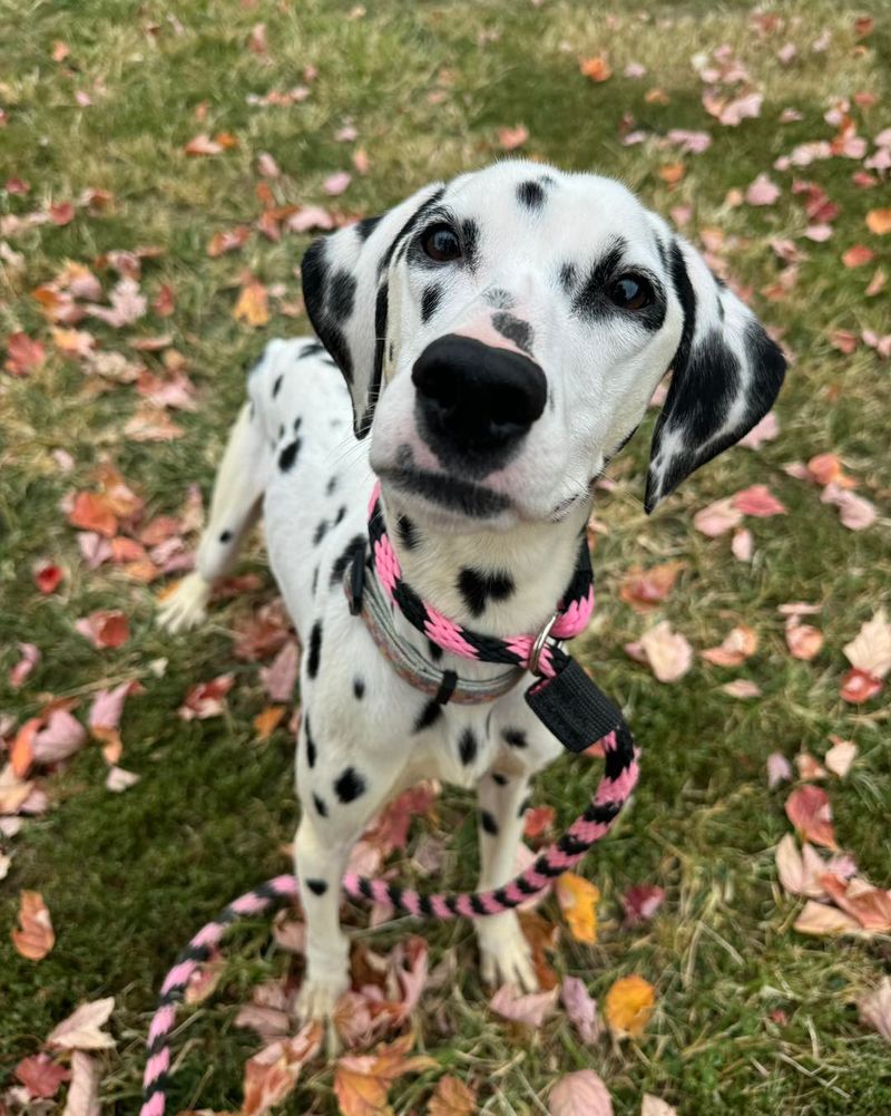Dalmatian