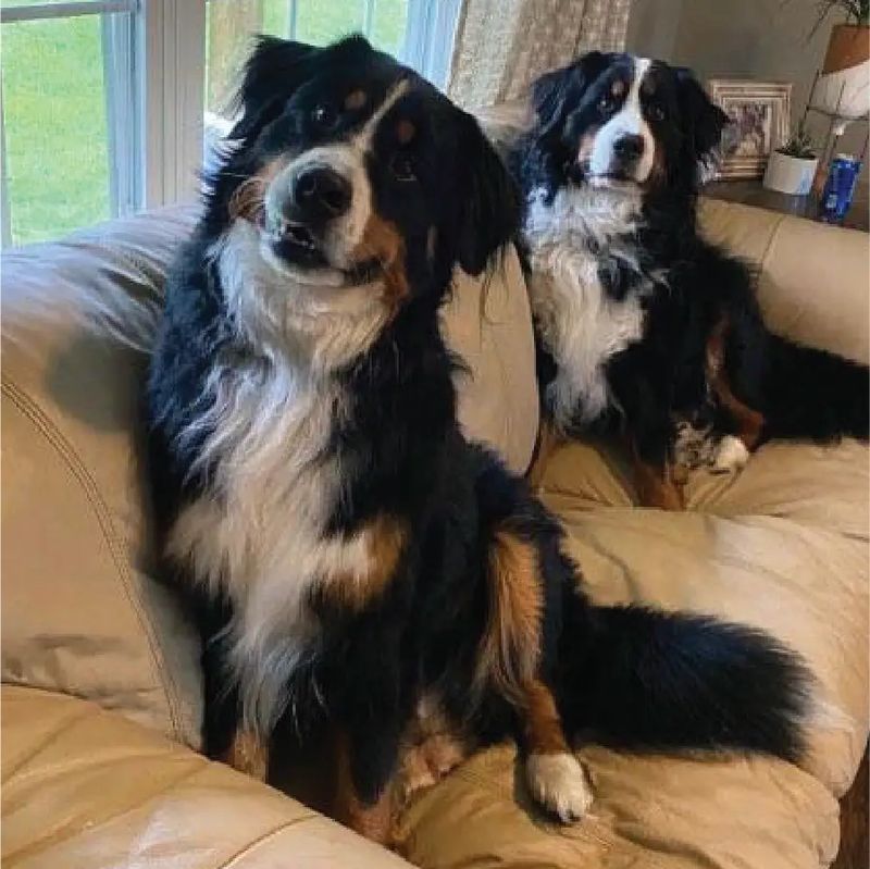 Bernese Mountain Dog