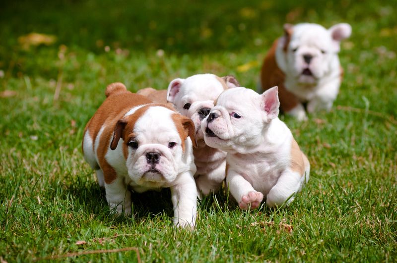 Bulldog