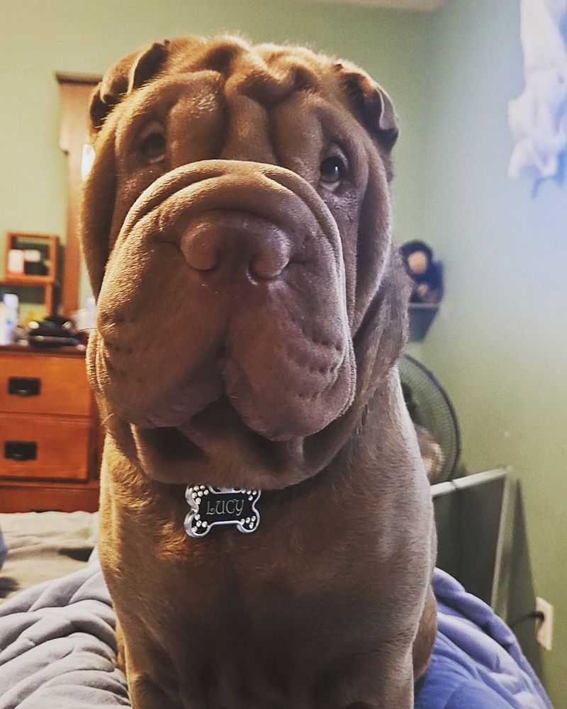 Shar Pei