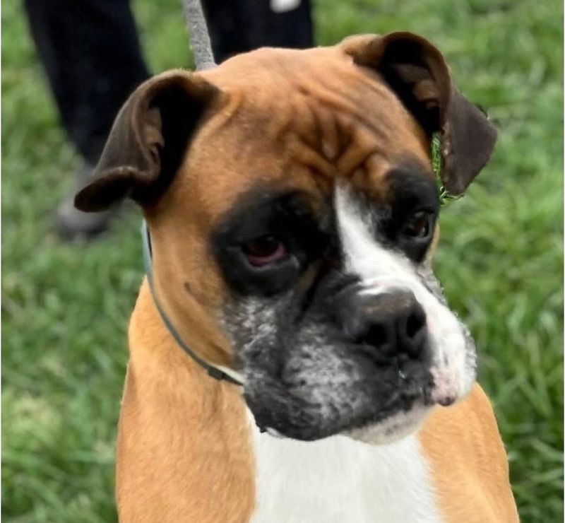 Boxer