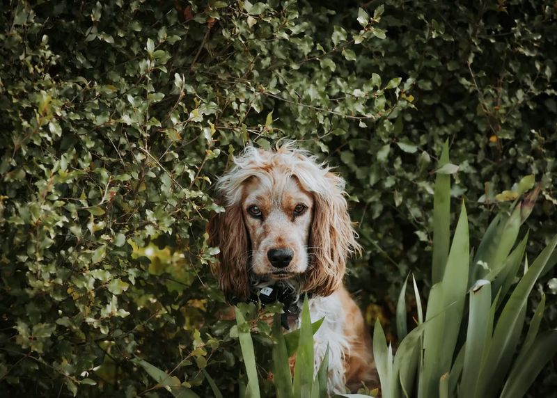 Cocker Spaniel