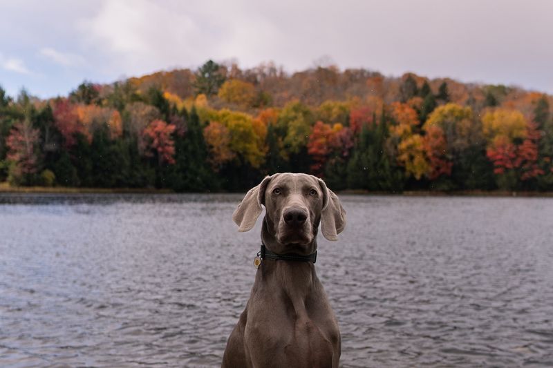 Weimaraner