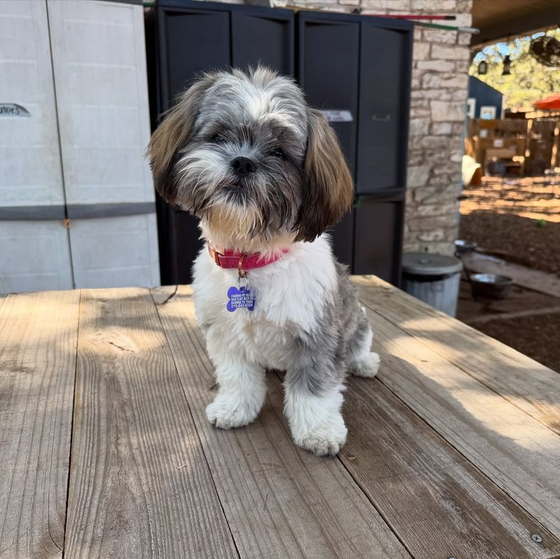 Shih Tzu