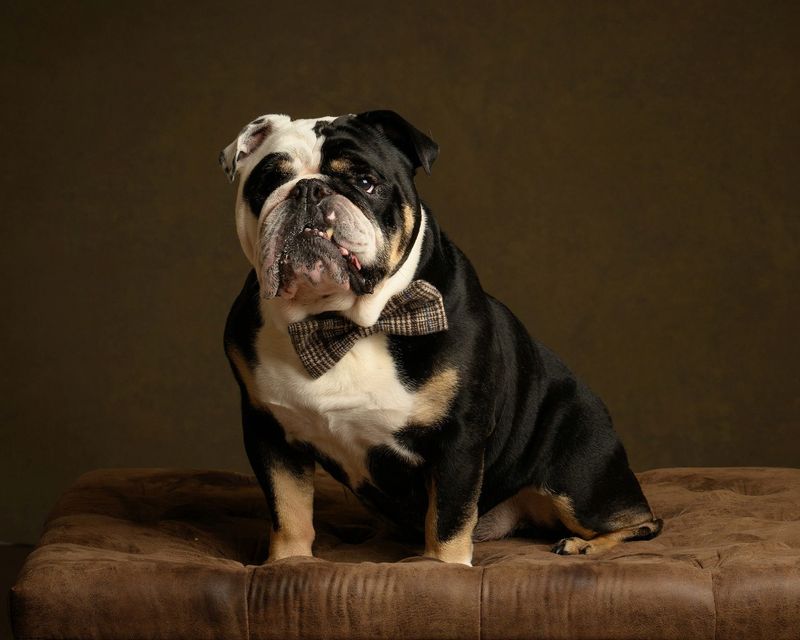 Bulldog
