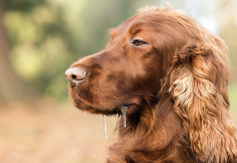 Irish Setter
