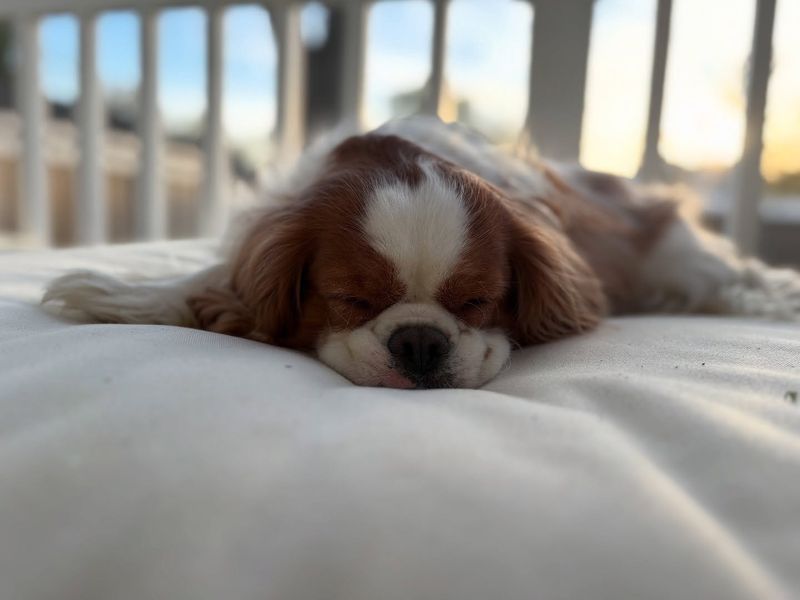 Cavalier King Charles Spaniel