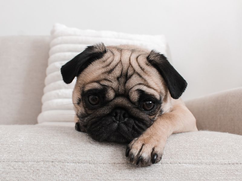 Pug