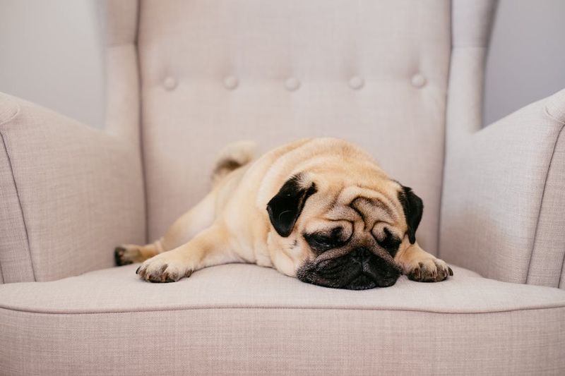 Pug