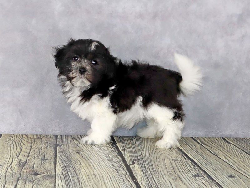 Shih Tzu