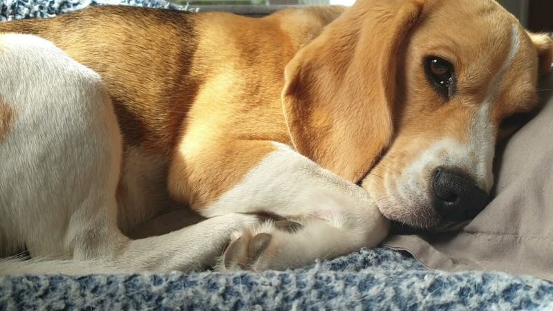 Beagle