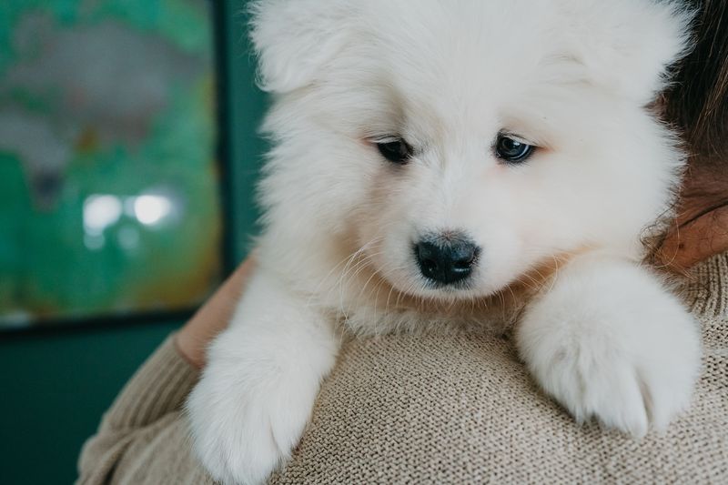 Samoyed