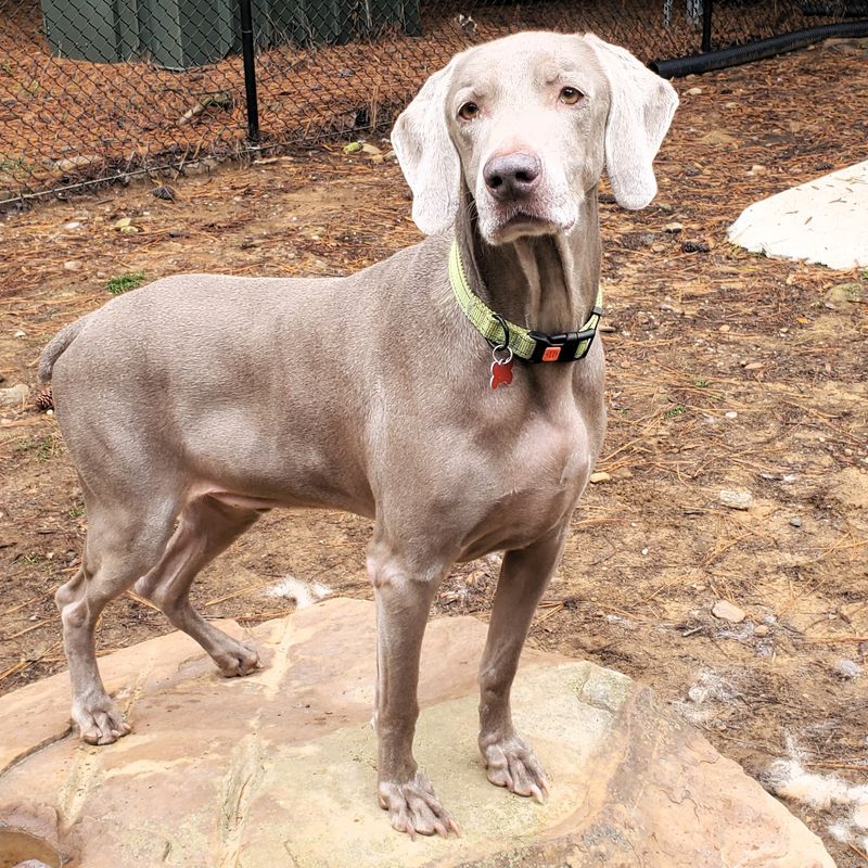 Weimaraner
